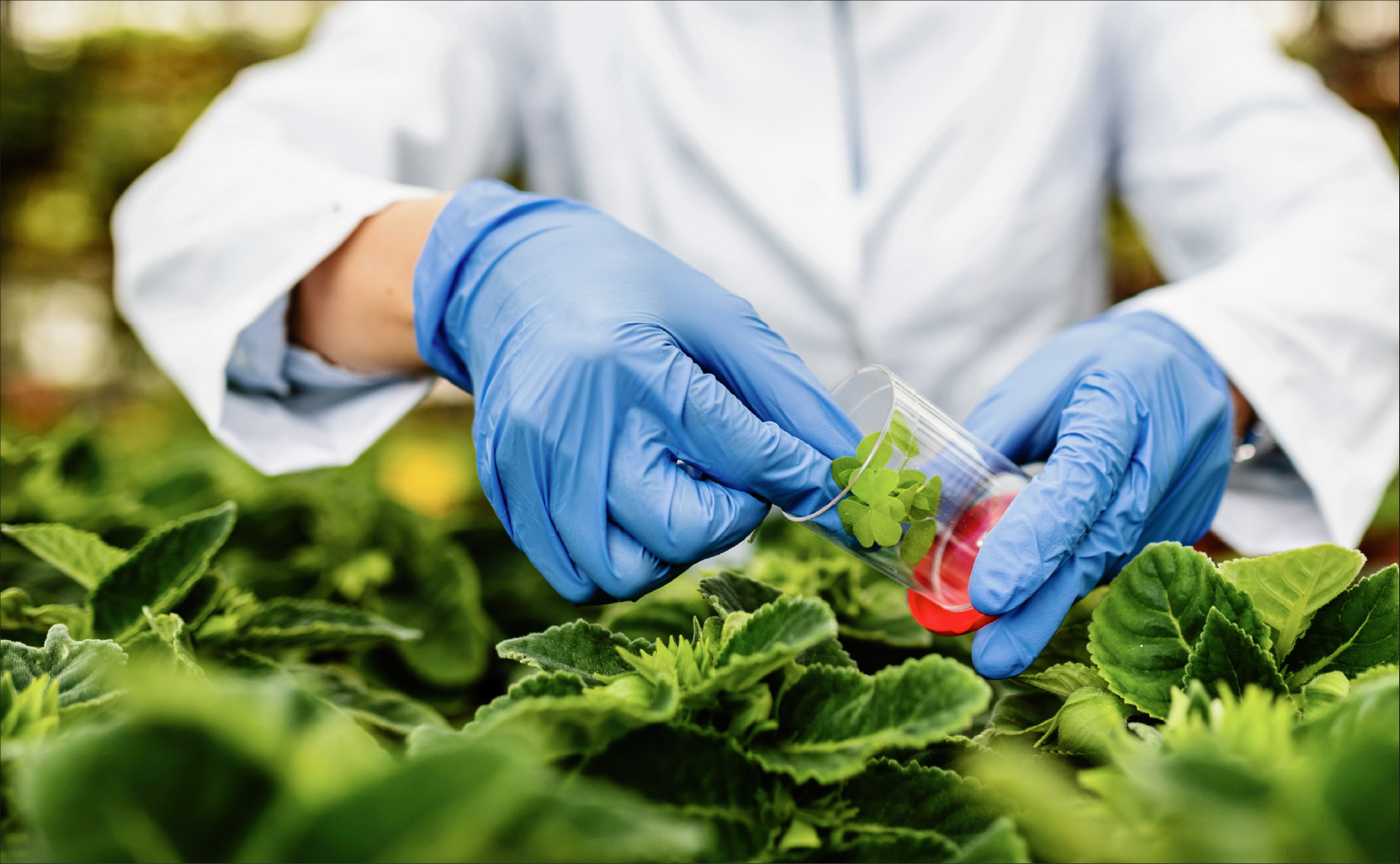 Biodegradable drinking straws with green leaves