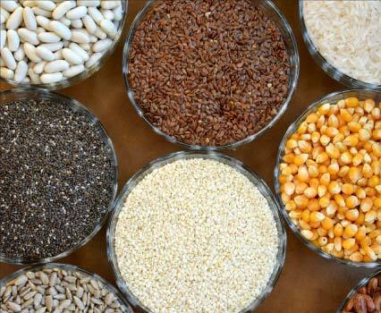Europe Commodity Protein Market: Rising Across Food & Feed Sectors