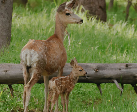 Biodegradable drinking straws with green leaves