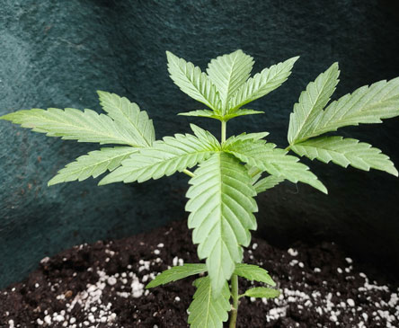 Germany Cannabis Cultivation Market: Growth in Medical Cannabis