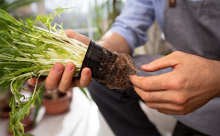 Horticulture and Floriculture: High-Value Growth Engines Shaping the Europe Plant Growth Regulator Market