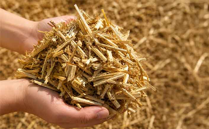Europe Miscanthus-Based Packaging Market to Reach USD 267 Million by 2033, Driven by EU Sustainability Regulations and Fiber-Based Packaging Innovation