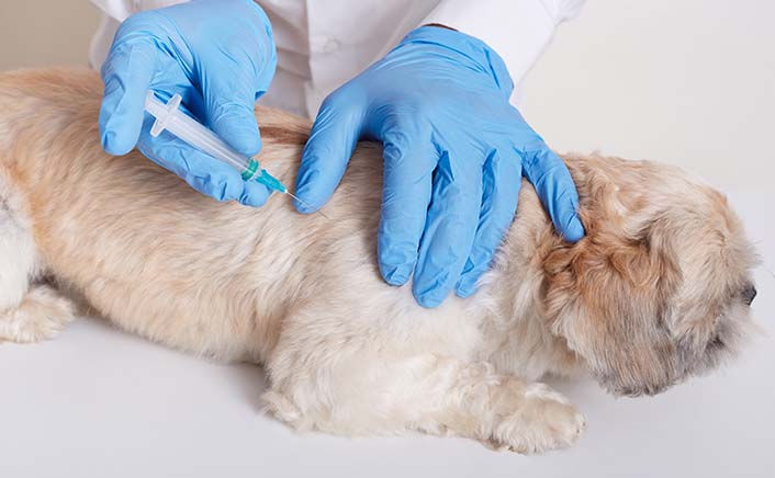 Rising Disposable Income Encouraging Adoption of Innovative Pet Healthcare Services in Asia Pacific.