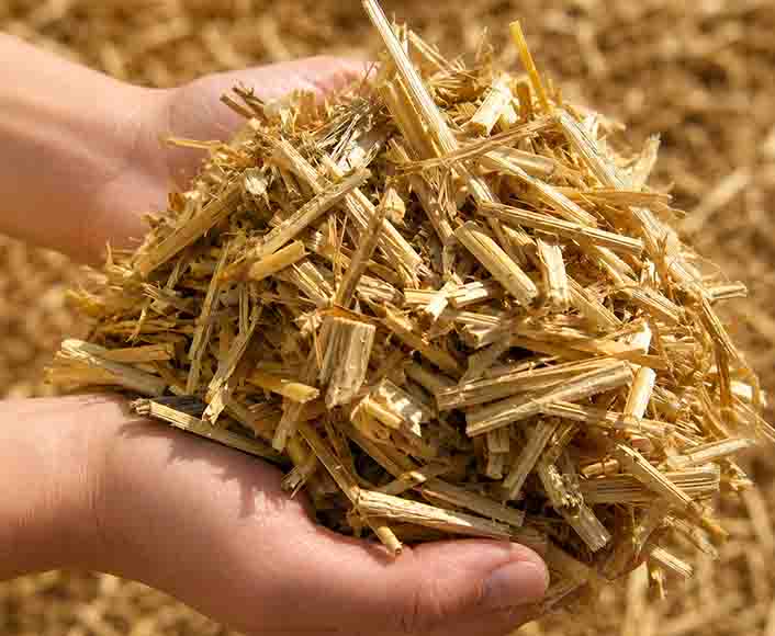 The Grass Quietly Replacing Plastic